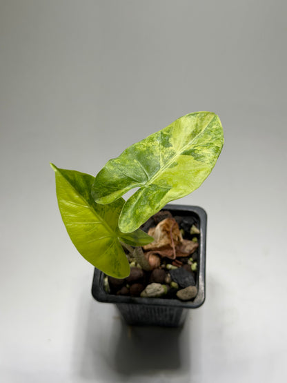 Alocasia Macrorrhizos Aracea Sp. Borneo Aurea