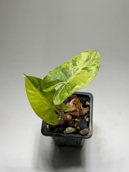 Alocasia Macrorrhizos Aracea Sp. Borneo Aurea
