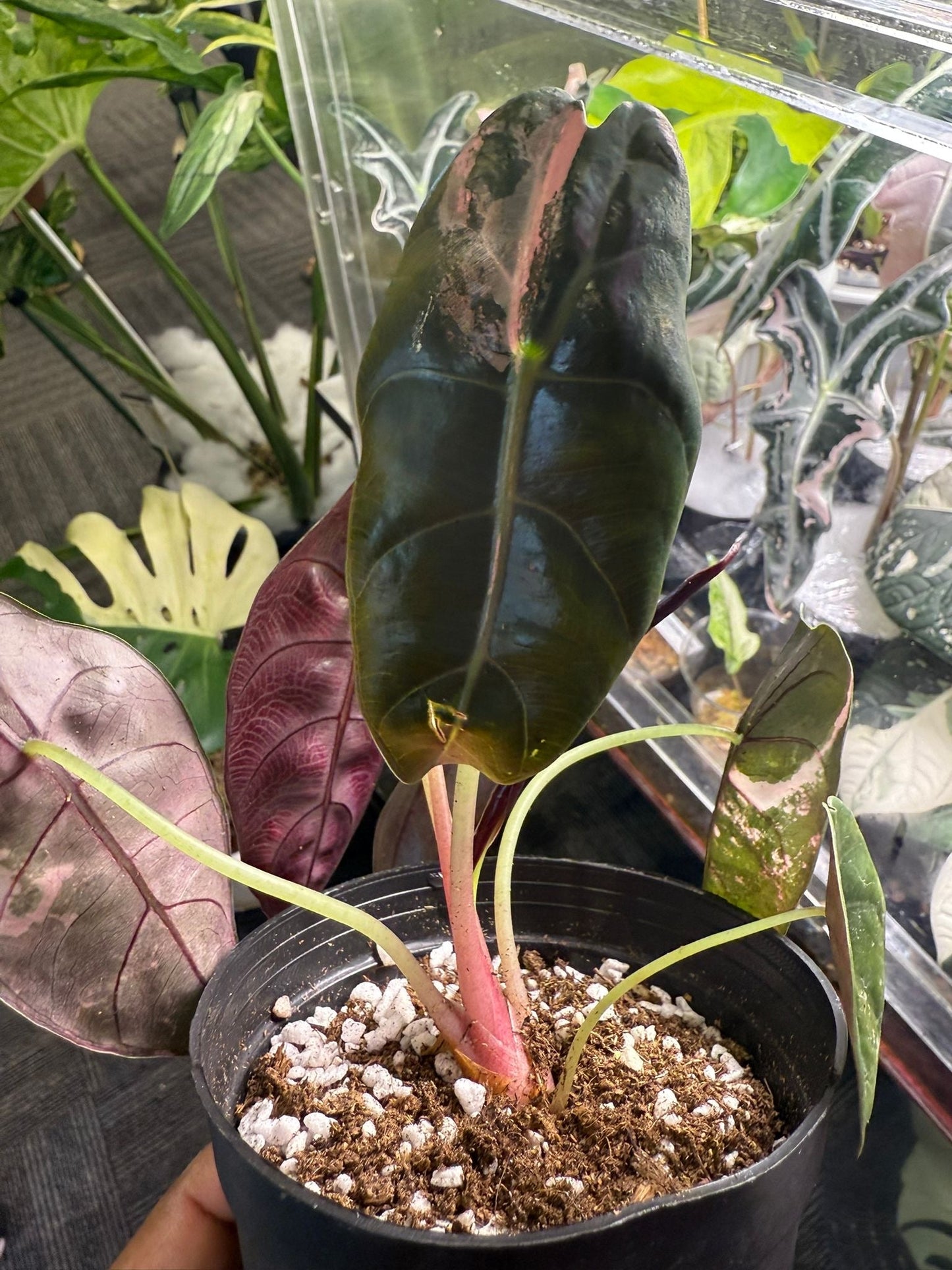 Alocasia Sedenii Pink - Précommande Green and White Plants