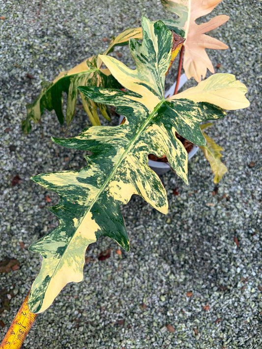 Philodendron Solene