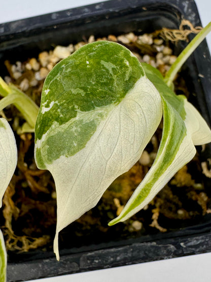 Alocasia Cuculatta « Wagyu » Albo Variegata