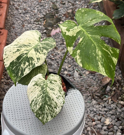 Monstera Deliciosa White Monster - Delivery 15 days