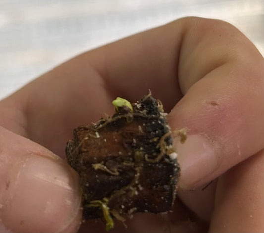 Homalomena Rubescens Pink Tricolor - Tronçon