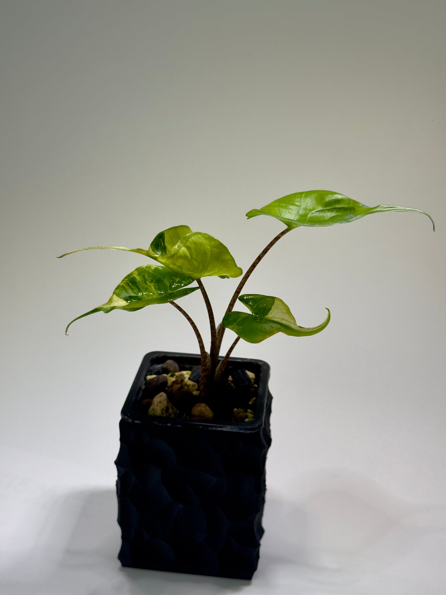 Alocasia Stingray Aurea Mint