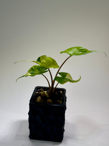 Alocasia Stingray Aurea Mint