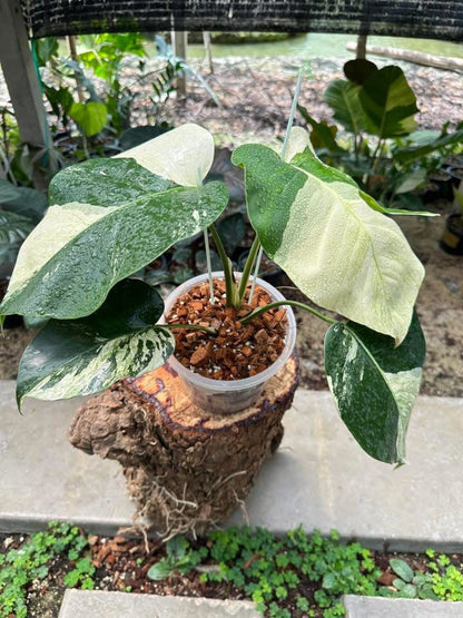Monstera Jungle Mint Variegata - Livraison 30 jours