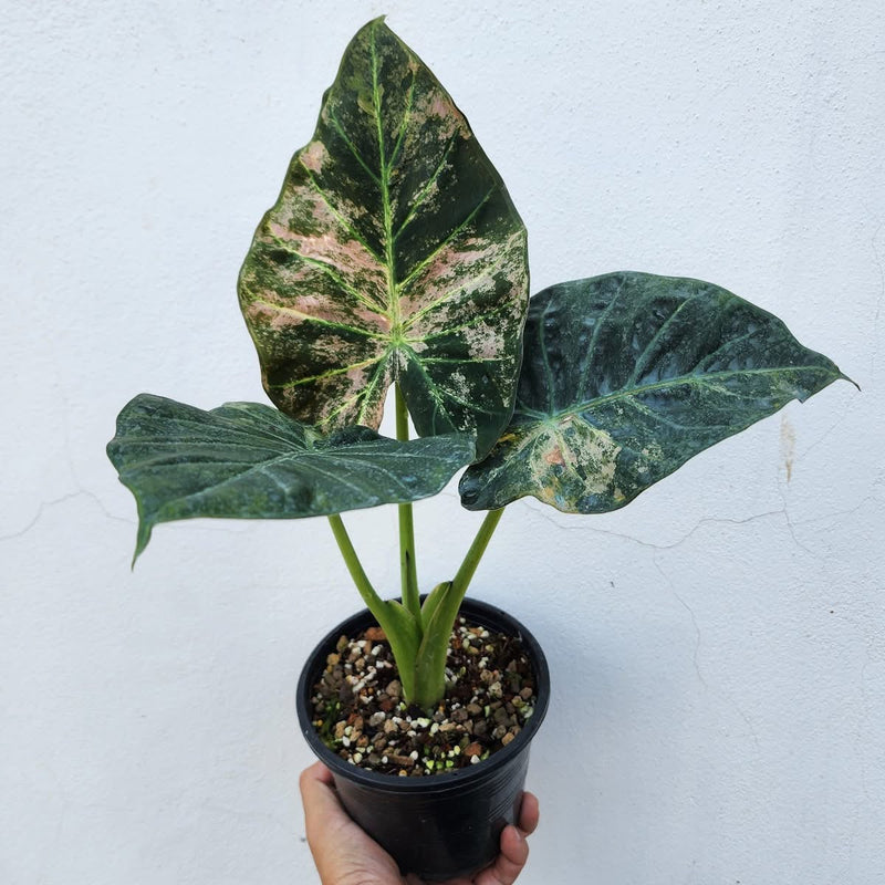 Alocasia Regal Shield Albo/Pink Variegata - Pre-order