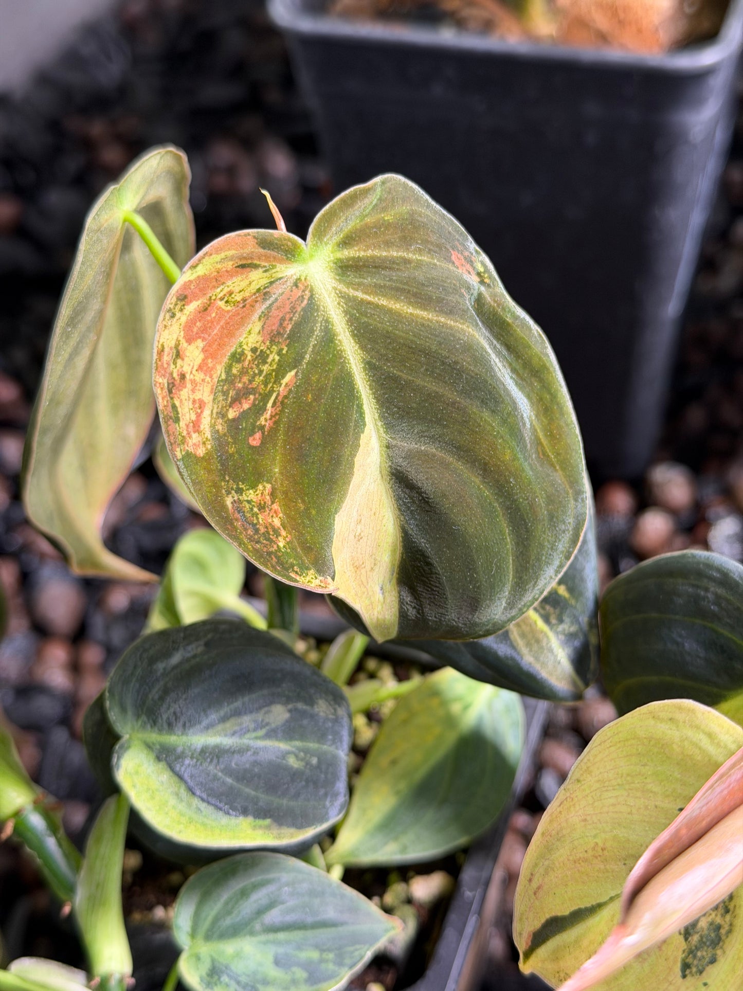 Philodendron Melanochrysum Variegata TC