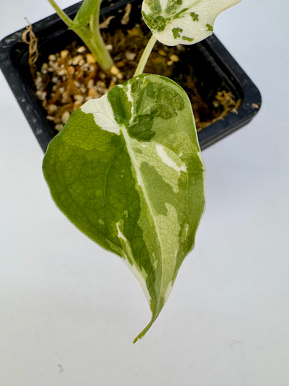 Alocasia Cuculatta « Wagyu » Albo Variegata