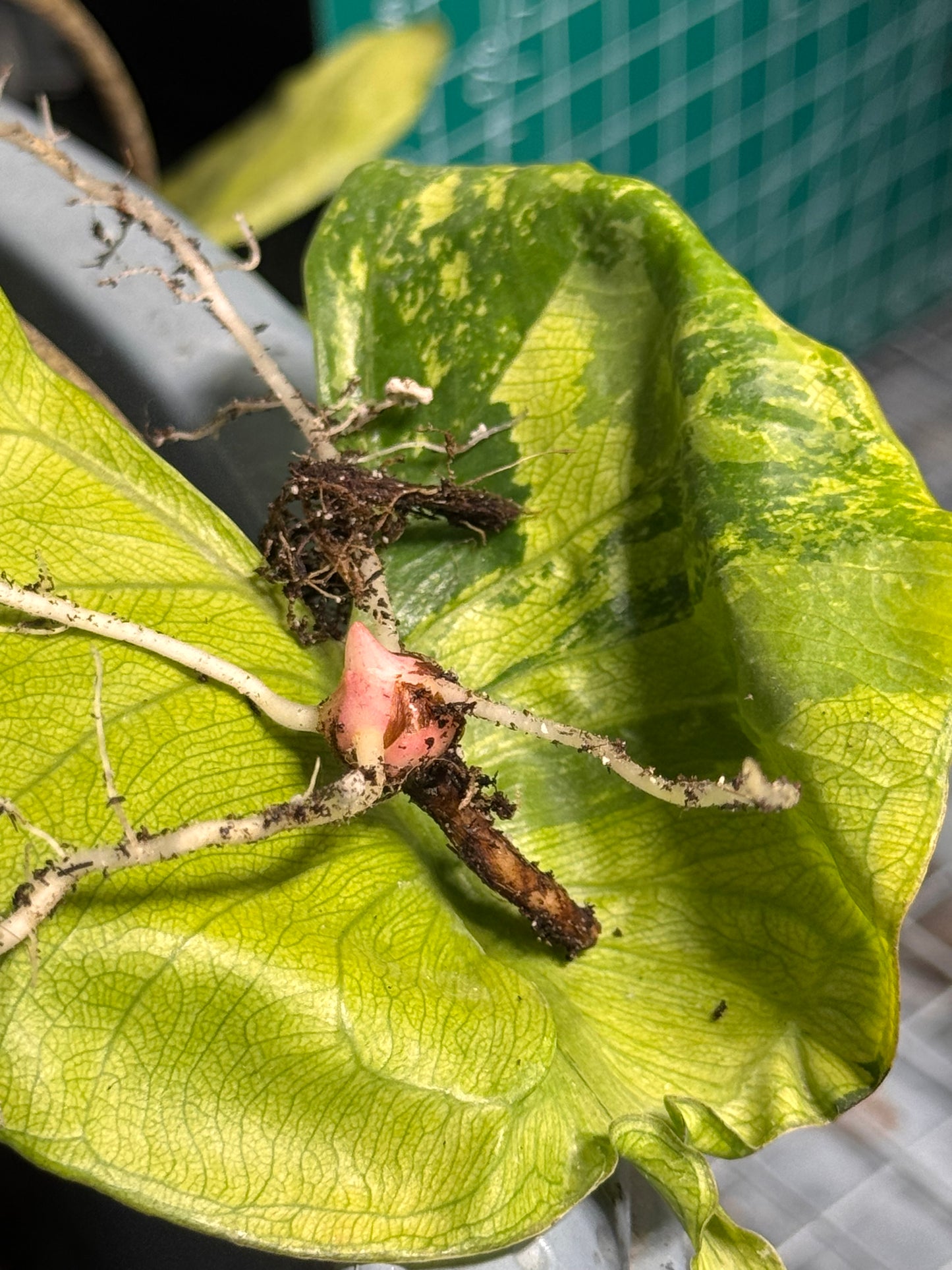 Alocasia Stingray Aurea Mint Variegata - Zwiebel
