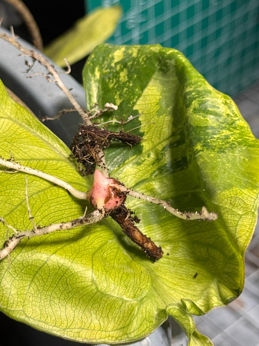 Alocasia Stingray Aurea Mint Variegata - Bulb