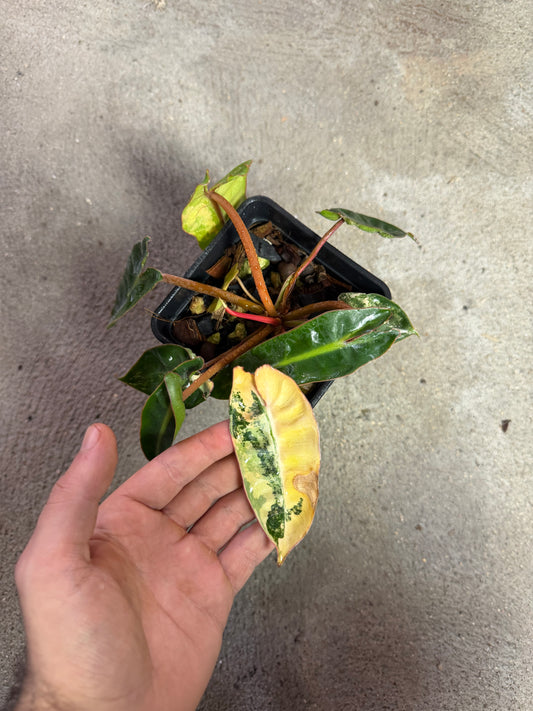 Philodendron Billitiae Variegata