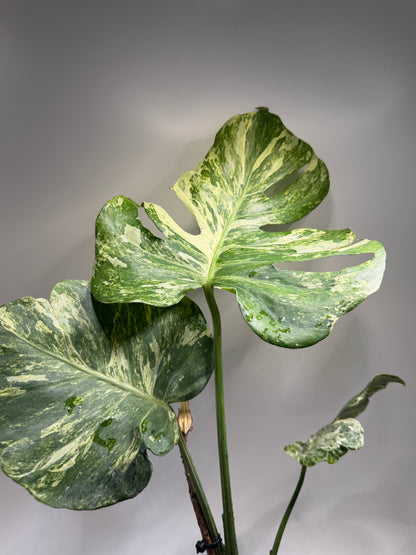 Monstera Ocean Mint