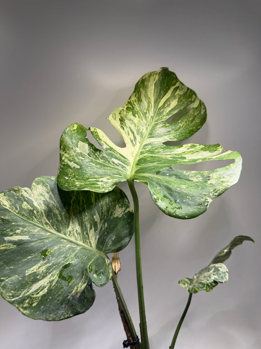 Monstera Ocean Mint