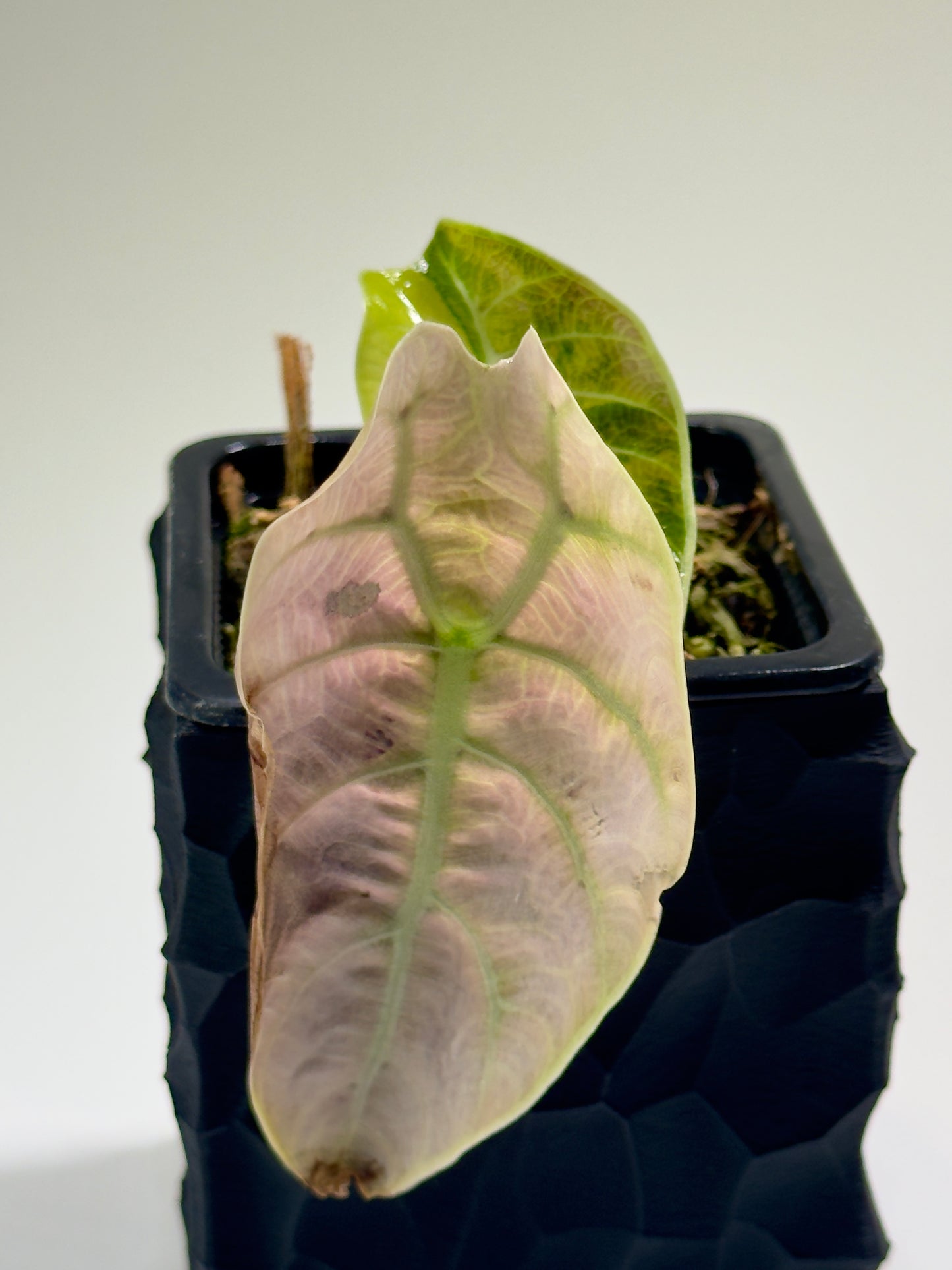 Alocasia Watsoniana Doff Pink