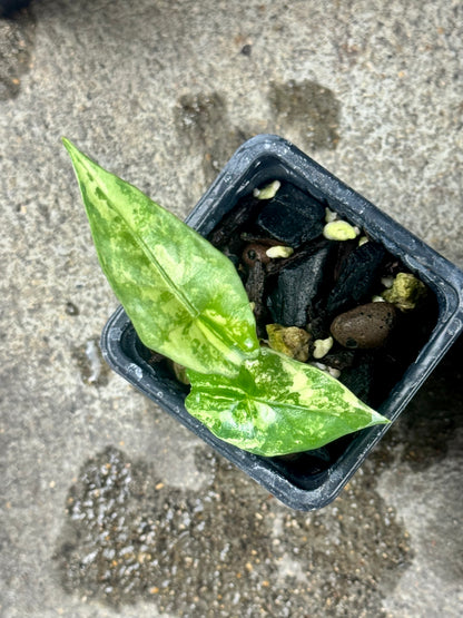 Alocasia Simpo Albo Variegata – Vorbestellung