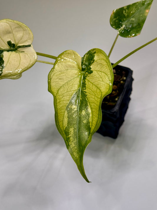Alocasia Cuculatta « Wagyu » Mint