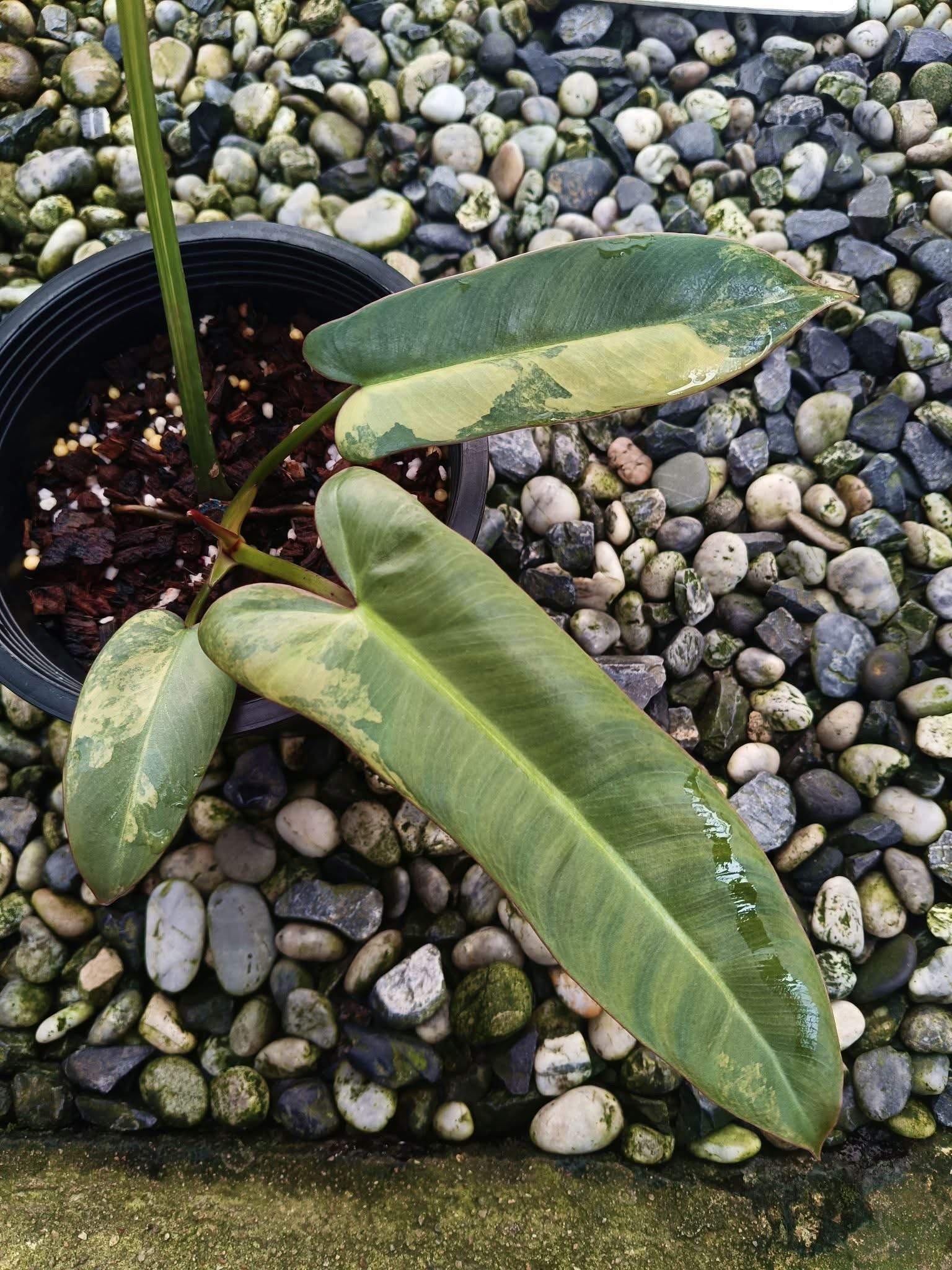philodendron atabapoense variegata Philodendron Atabapoense Variegata – Rare Variegated Tropical Plant – Green and White Plants