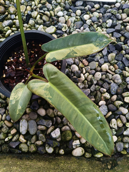 Philodendron Atabapoense Variegata - 30-day delivery