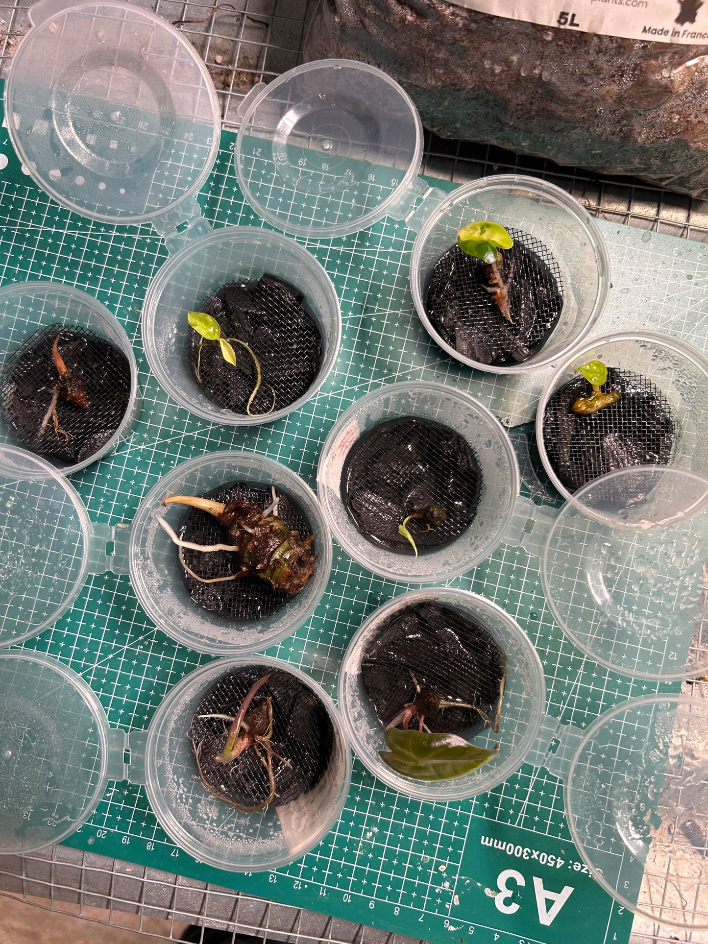 Root Starter / Pot de croissance pour bulbes