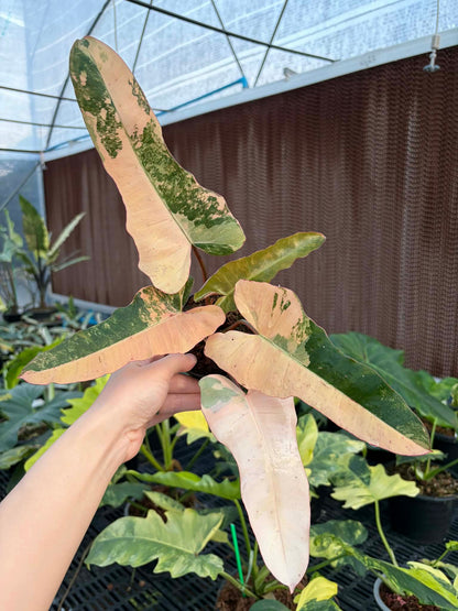 Philodendron (FB x Mayoi) x Black Bilie