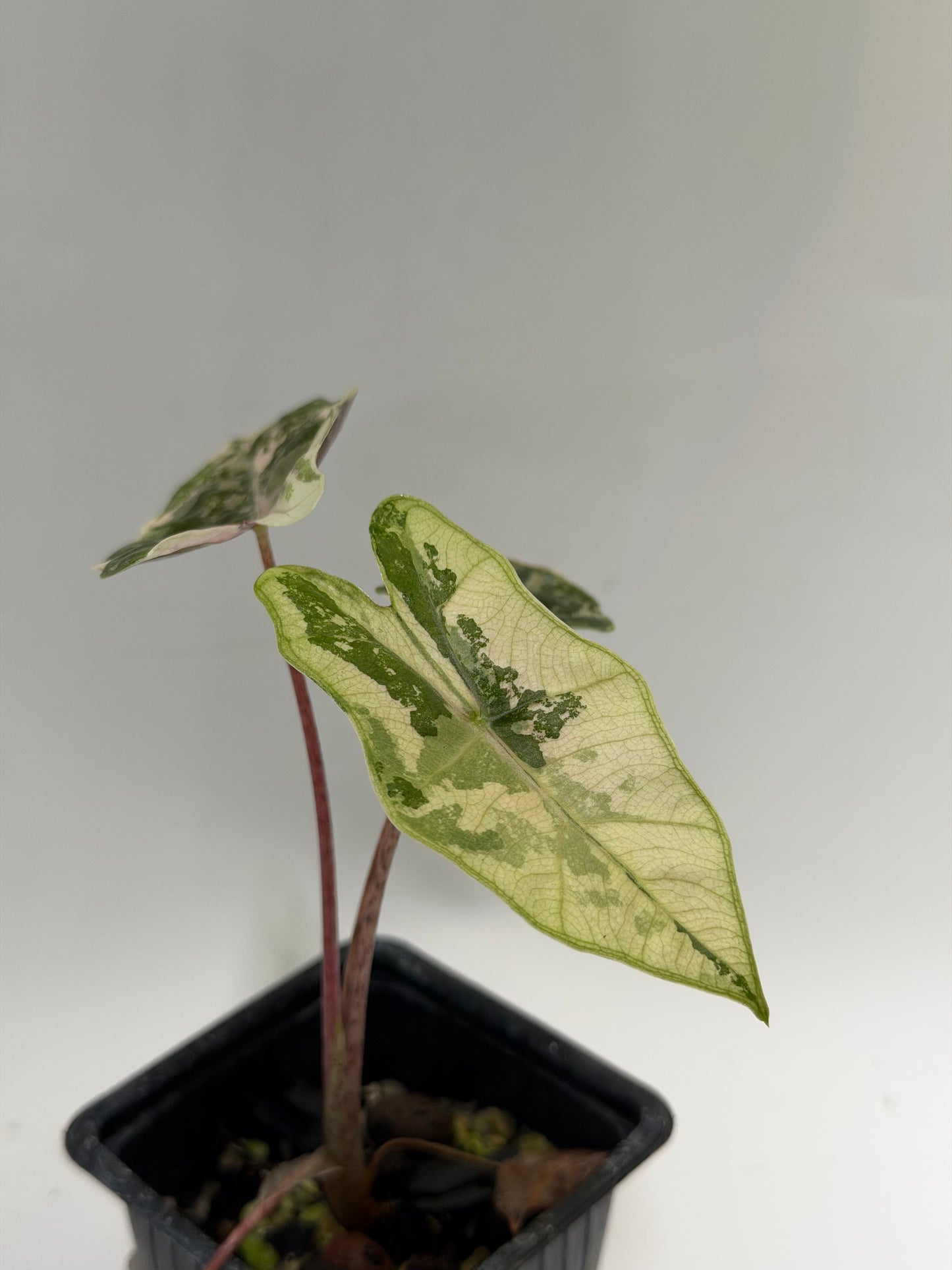Alocasia Pseudo Sanderiana Pink