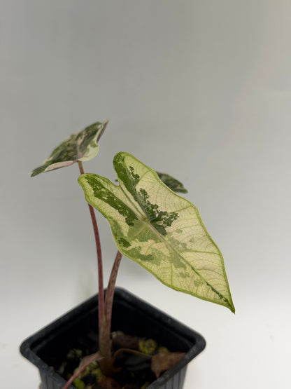 Alocasia Pseudo Sanderiana Pink