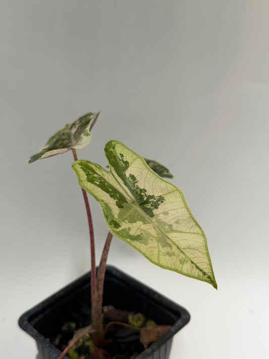 Alocasia Pseudo Sanderiana Pink
