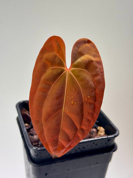 Anthurium Papillilaminum x Red dark phoenix
