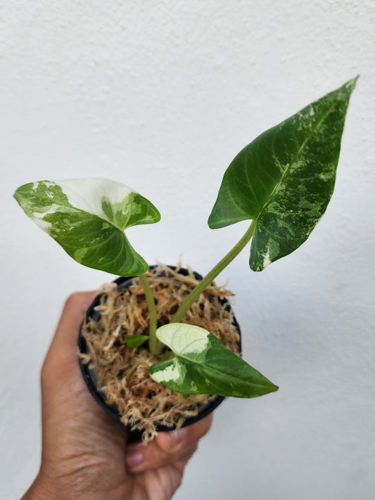 Alocasia Reginae Albo Variegata - Précommande Green and White Plants