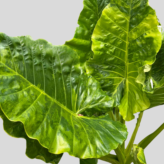 Alocasia Macrorrhizos Araceae sp. Variegata - Bulbe