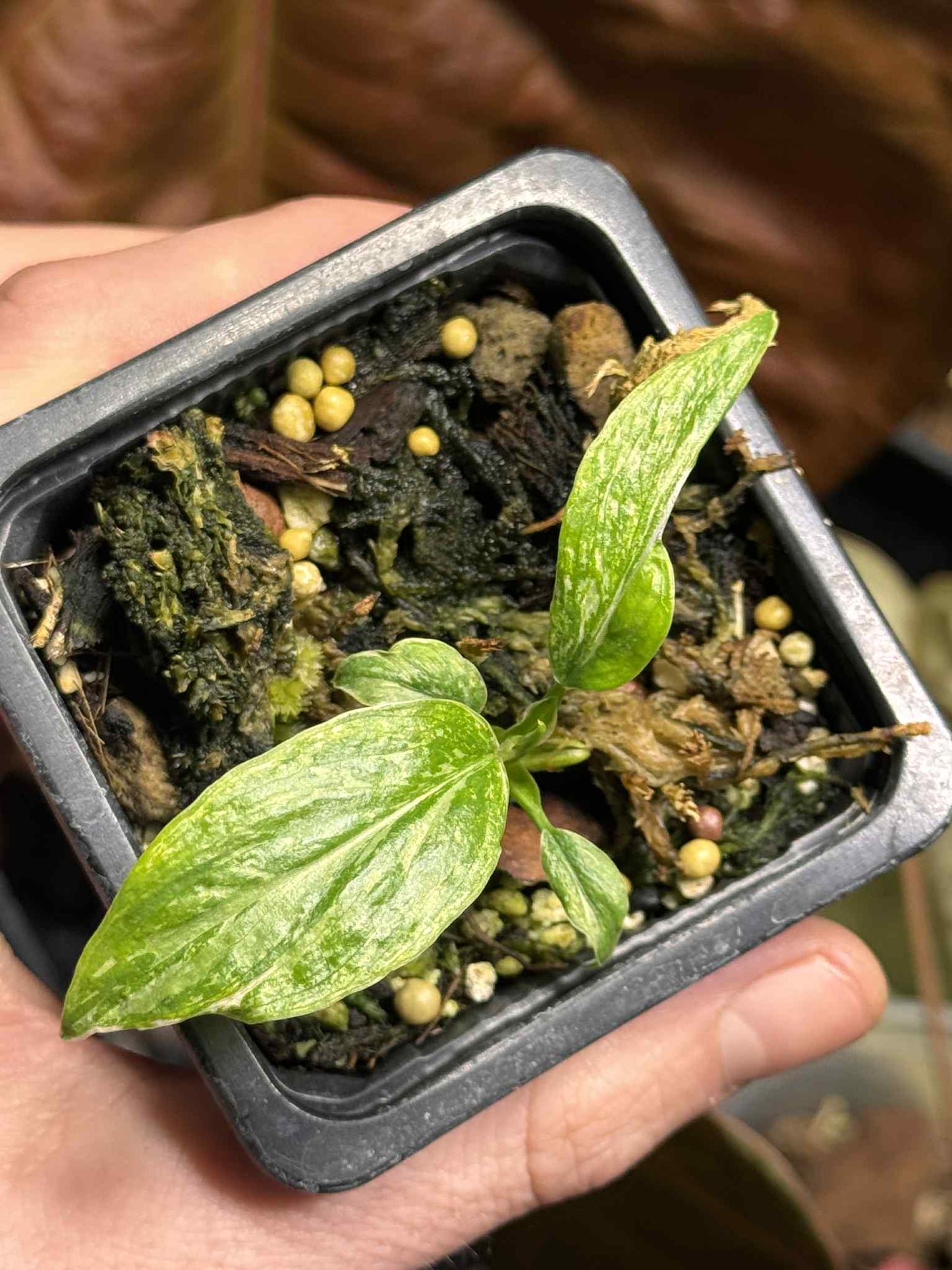 Sur Mesure - FB X Mayoï X 3 / Homalomena Rubescens Tricolor Pink / Homalomena Pink Mutation / Philodendron Billitiae Var