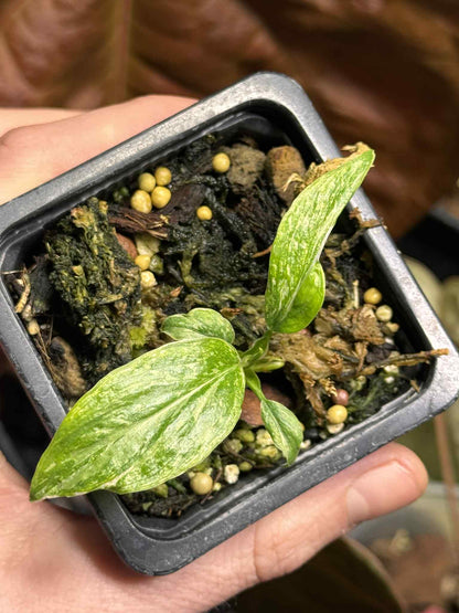 Sur Mesure - FB X Mayoï X 3 / Homalomena Rubescens Tricolor Pink / Homalomena Pink Mutation / Philodendron Billitiae Var