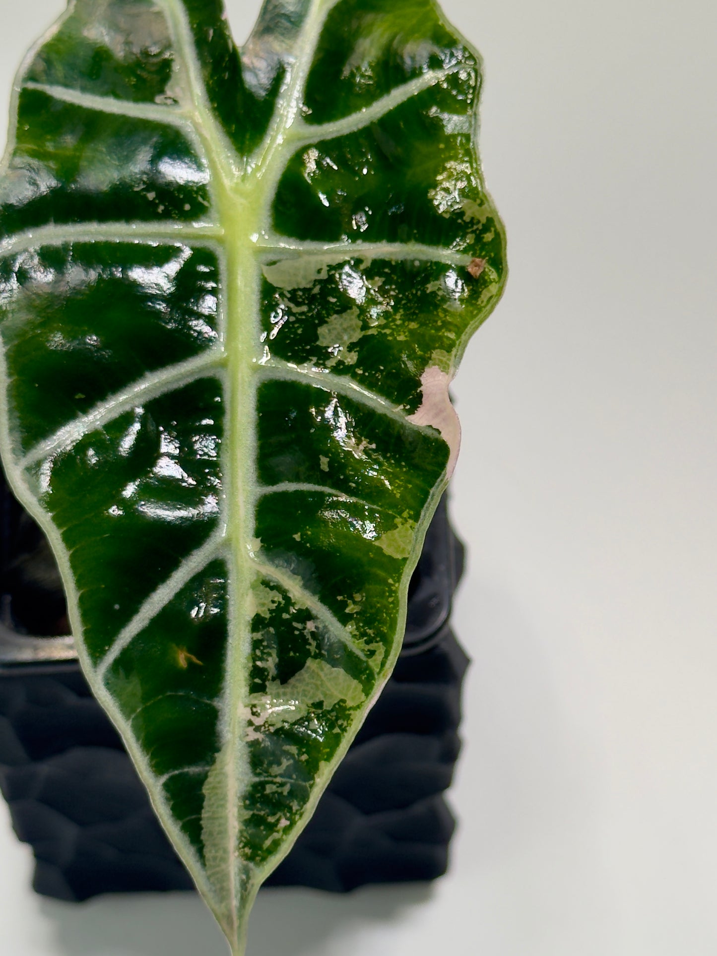 Alocasia Amazonica Pink Albo