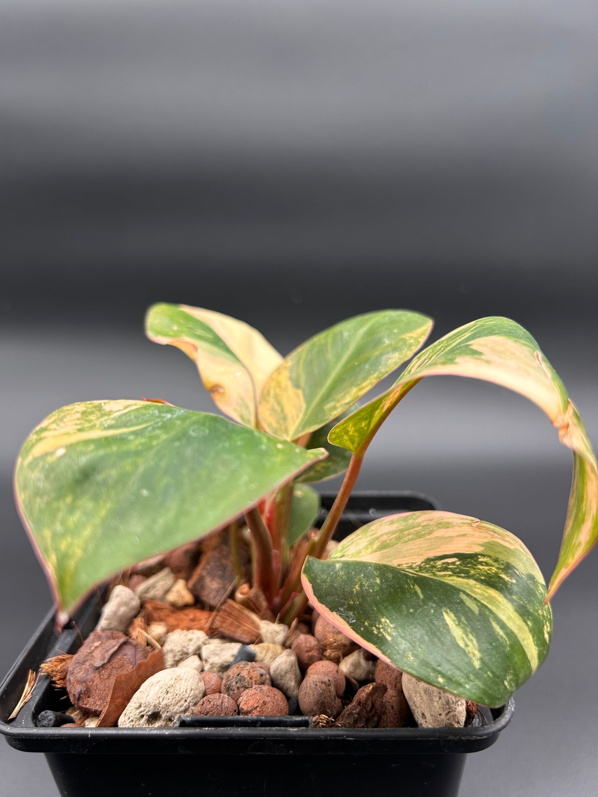 philodendron white and orange Philodendron Orange Congo Variegata – Rare tropical plant – Green and White Plants