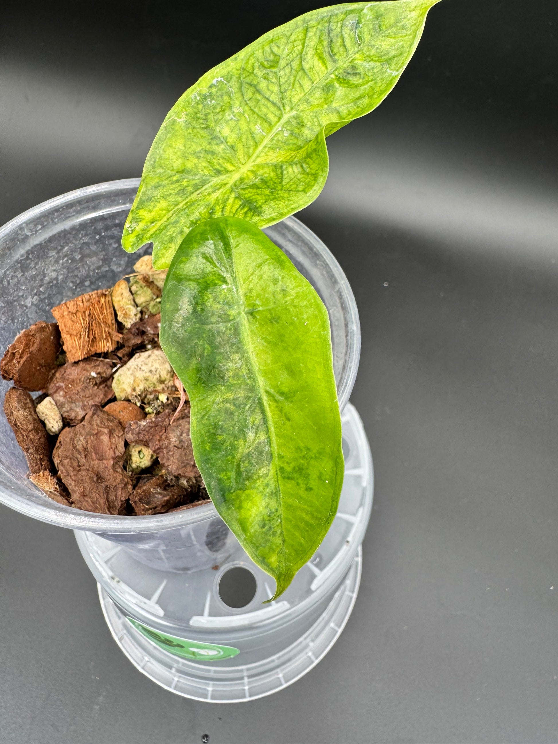 Sur mesure - Albo Wagyu, Aurea Wagyu, Scalprum, crinkless, bulbe nobilis Silver (offert) Green and White Plants