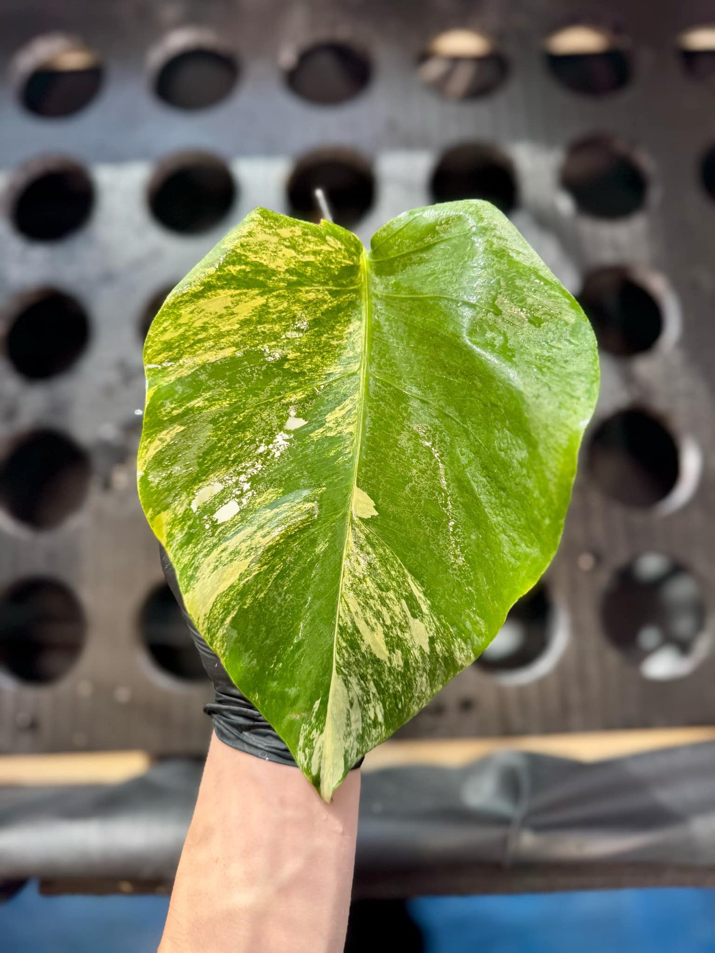 Monstera Aurea Variegata