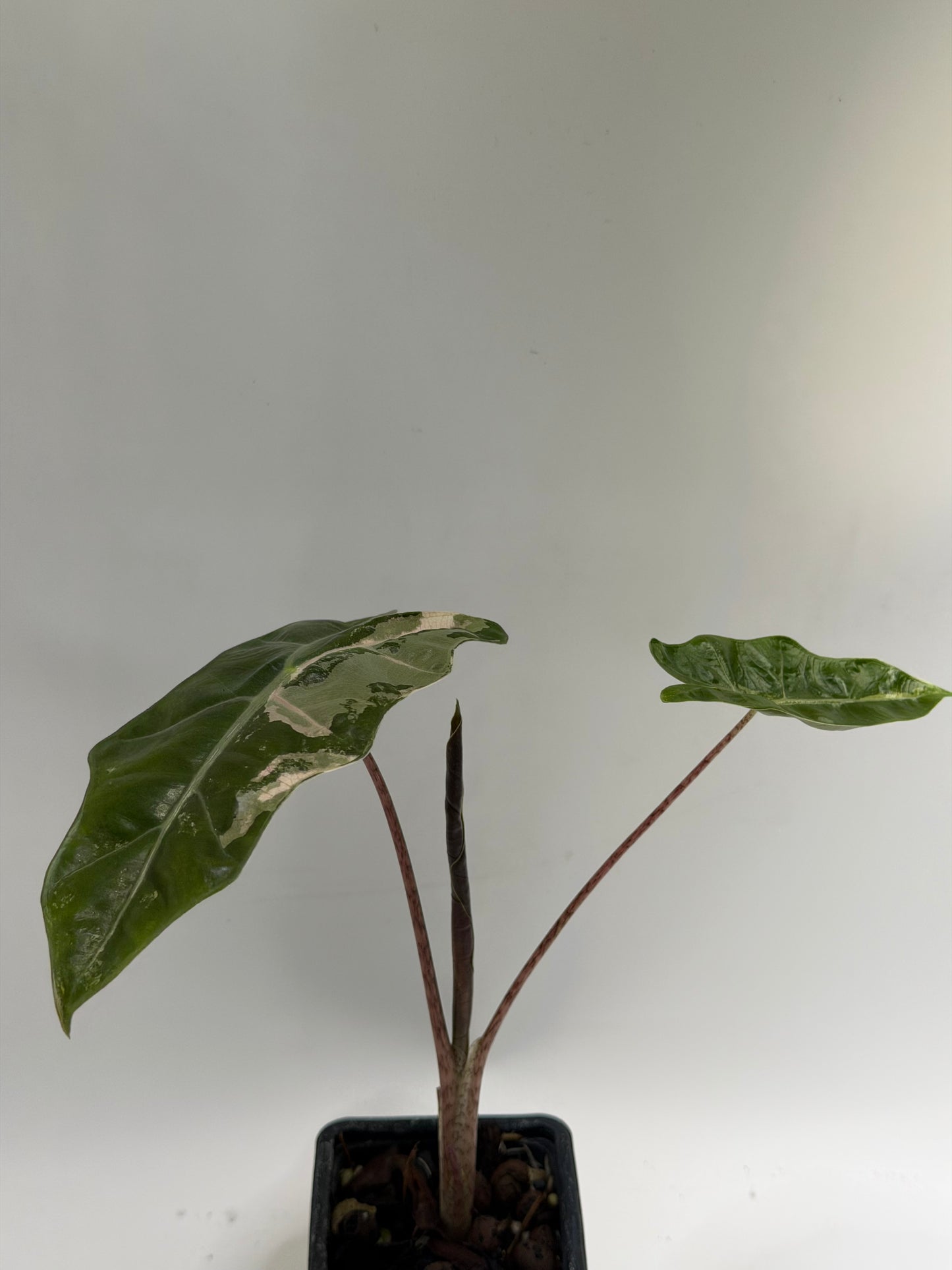 Alocasia Pseudo Sanderiana Pink