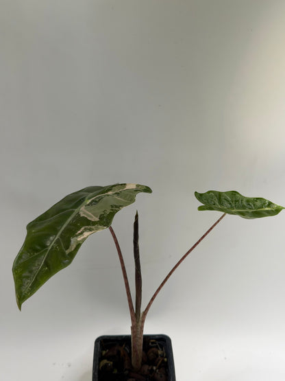 Alocasia Pseudo Sanderiana Pink
