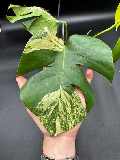 Monstera Aurea Variegata