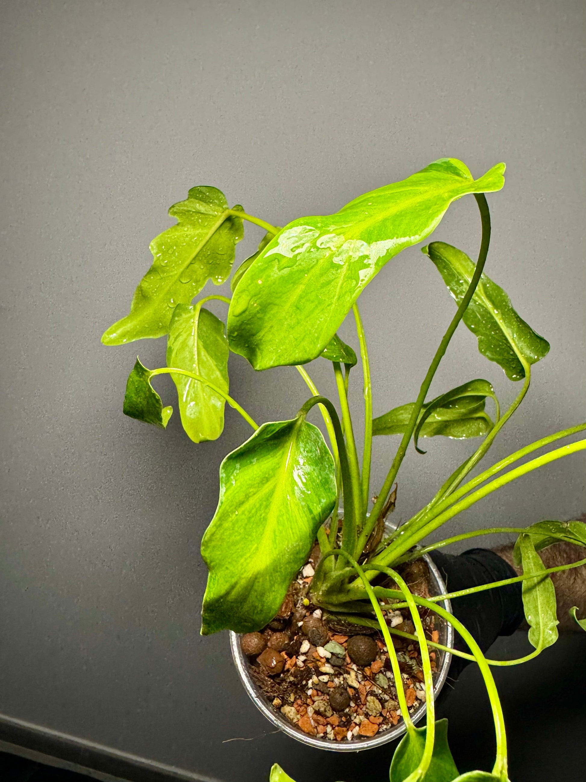 Philodendron Xanadu Variegata Green and White Plants