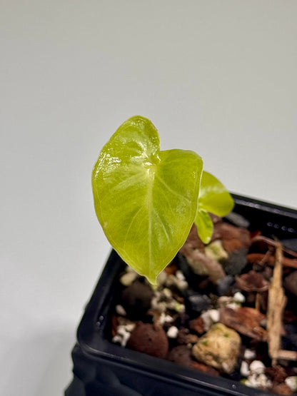 Alocasia Macrorrhizos Aracea Sp. Borneo Aurea
