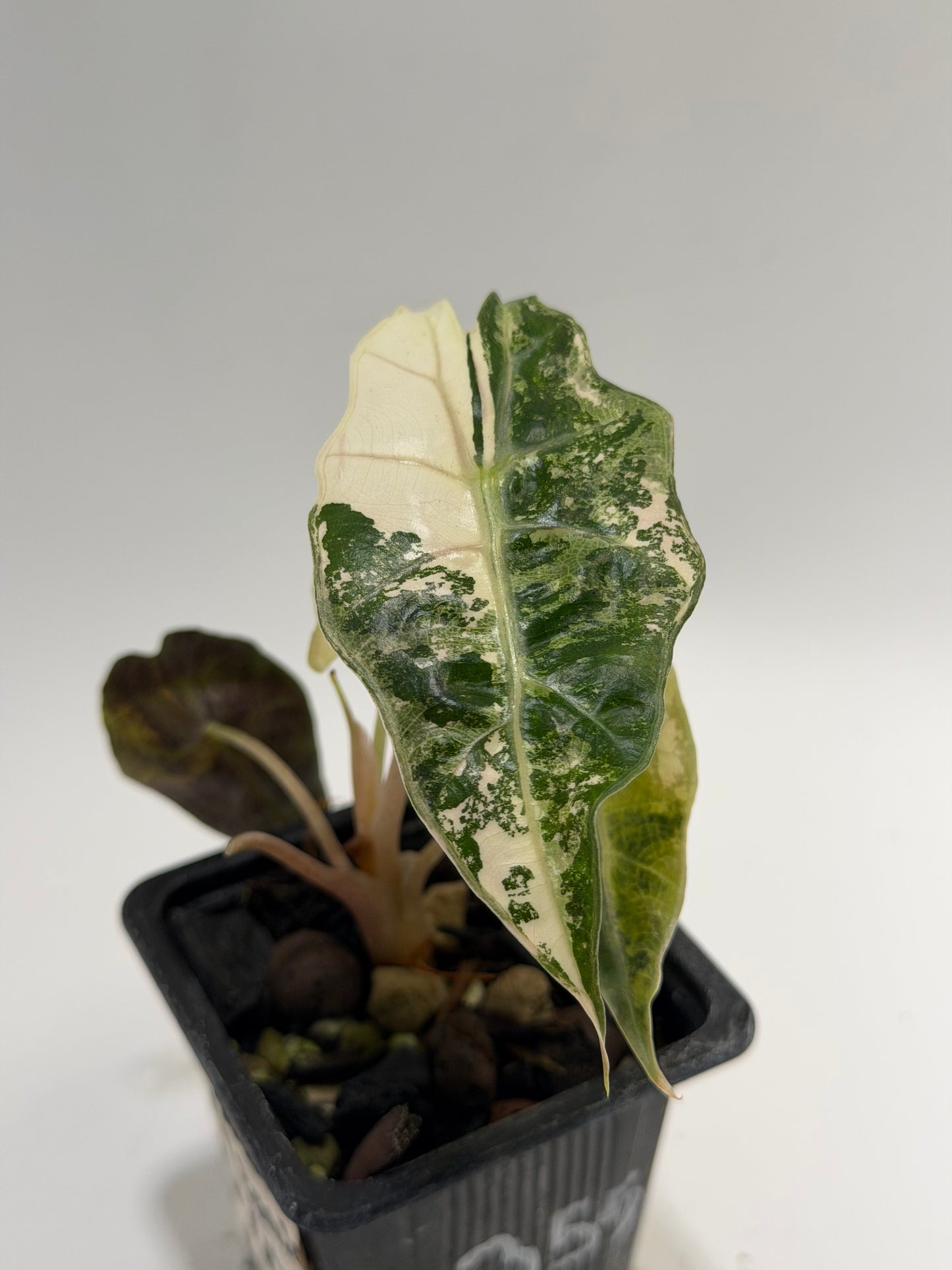 Alocasia Amazonica Pink Albo