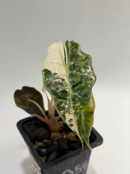 Alocasia Amazonica Pink Albo