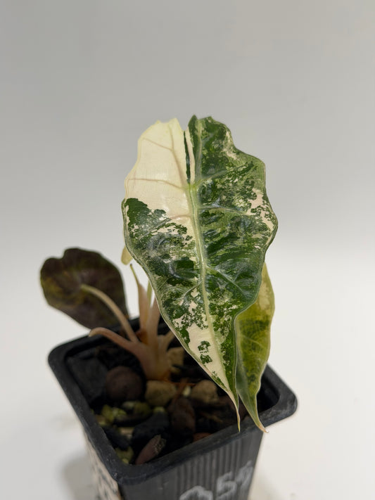 Alocasia Amazonica Pink Albo