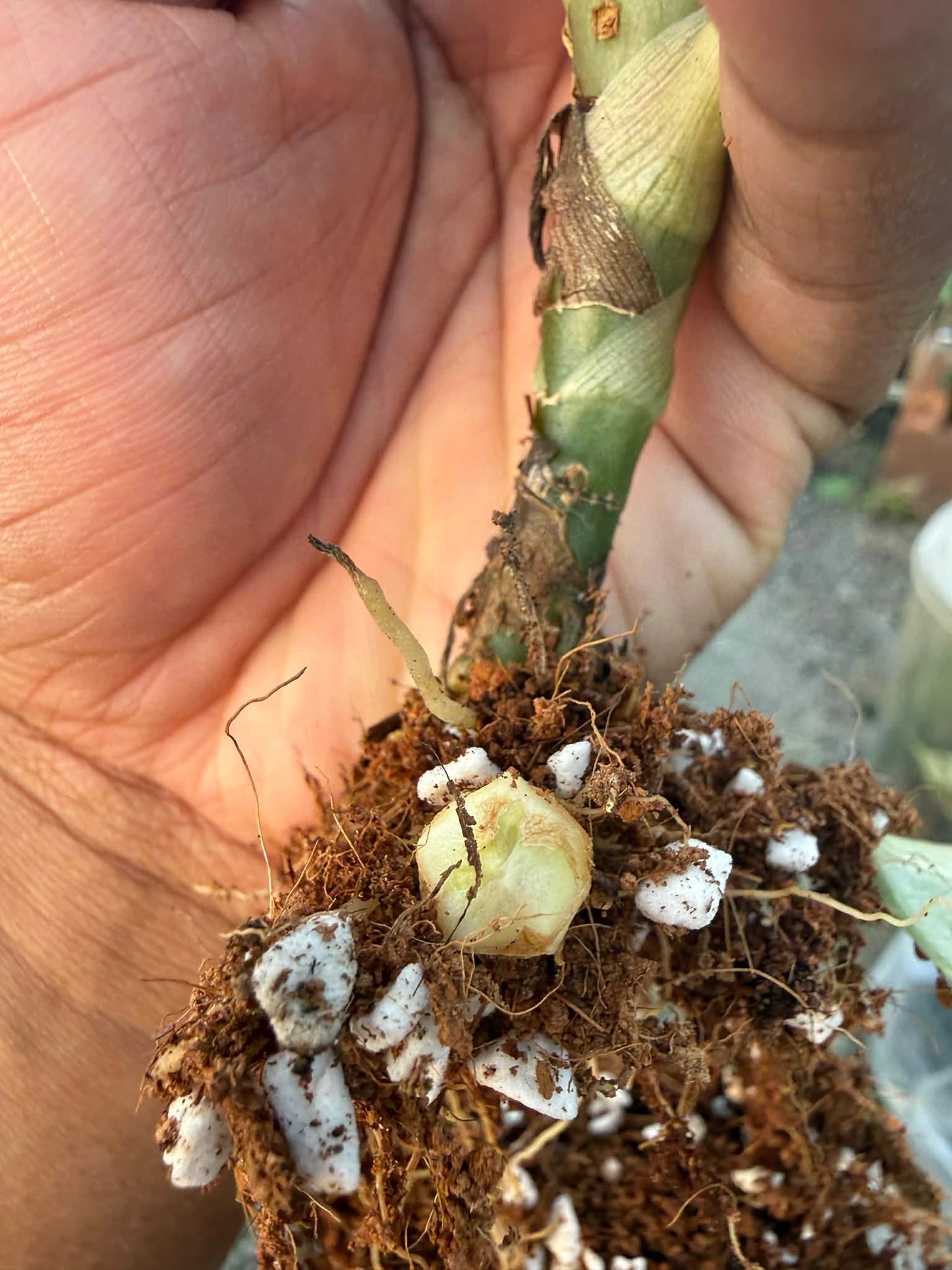 Alocasia Parakensis Aurea - Knolle (Vorbestellung)