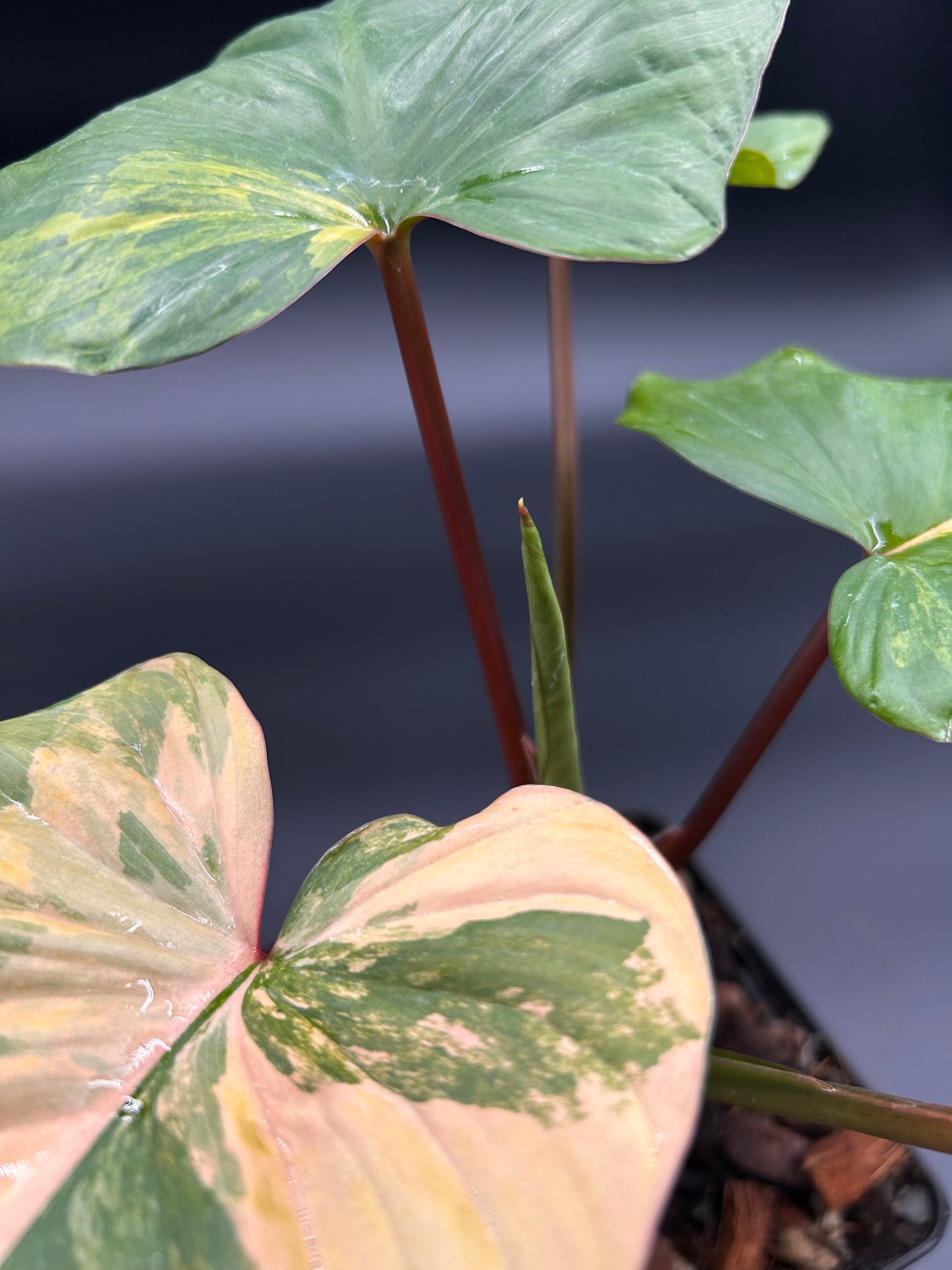 Homalomena Rubescens Peach Aurea Variegata Green and White Plants