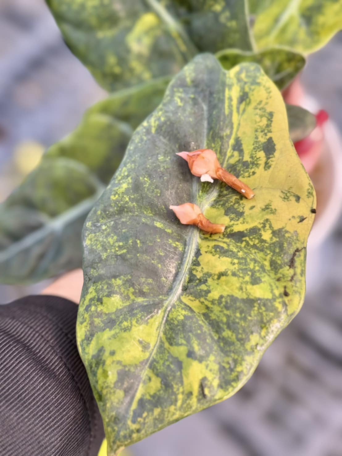 Alocasia Chantrierii Gold – Knolle (Vorbestellung)