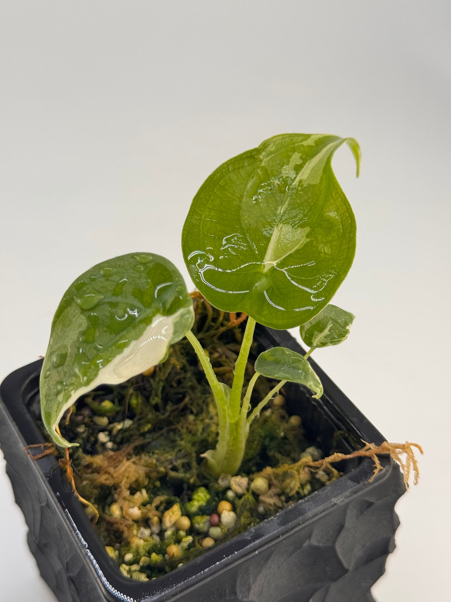 Alocasia Cuculatta „Wagyu“ Albo Variegata