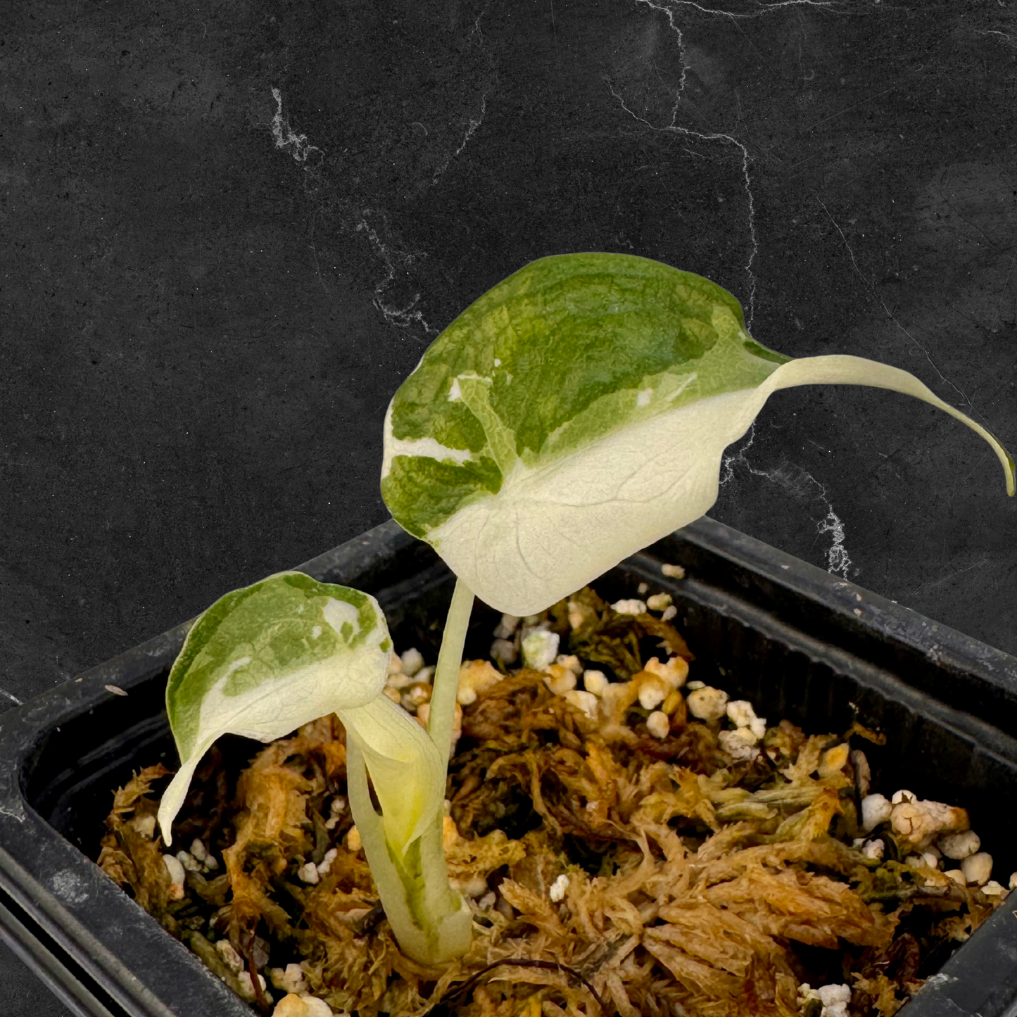 Alocasia Cuculatta « Wagyu » Albo Variegata